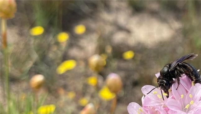 Scoperta una nuova specie di ape in Sardegna dagli entomologi di Roma Tre