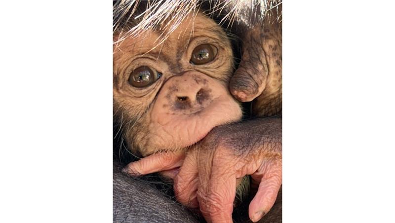 È nato Tom, cucciolo di scimpanzé, il parere della Prof. Monica Carosi, etologa e primatologa 