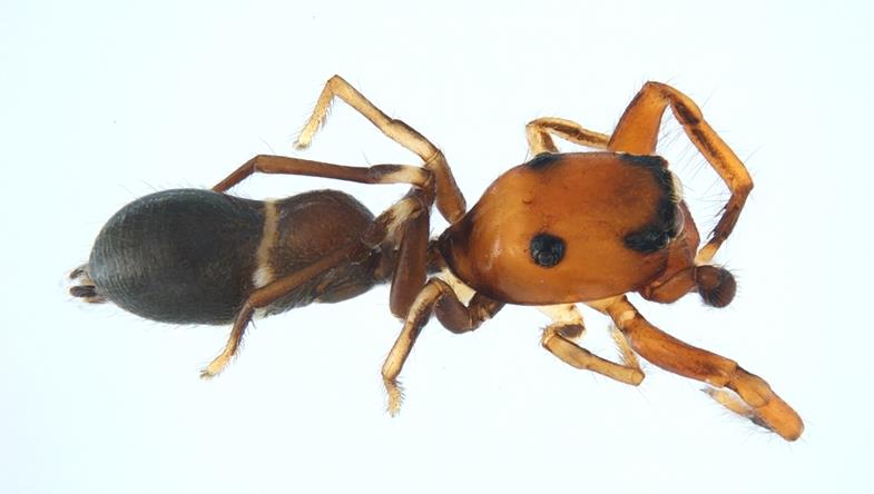 Una nuova specie di ragno scoperta in Sicilia dagli entomologi di Roma Tre