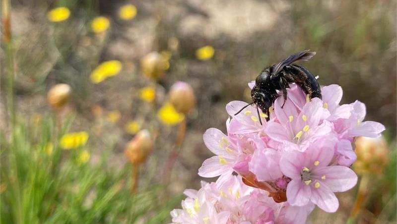 CS: SCOPERTA UNA NUOVA SPECIE DI APE IN SARDEGNA DAGLI ENTOMOLOGI DI ROMA TRE