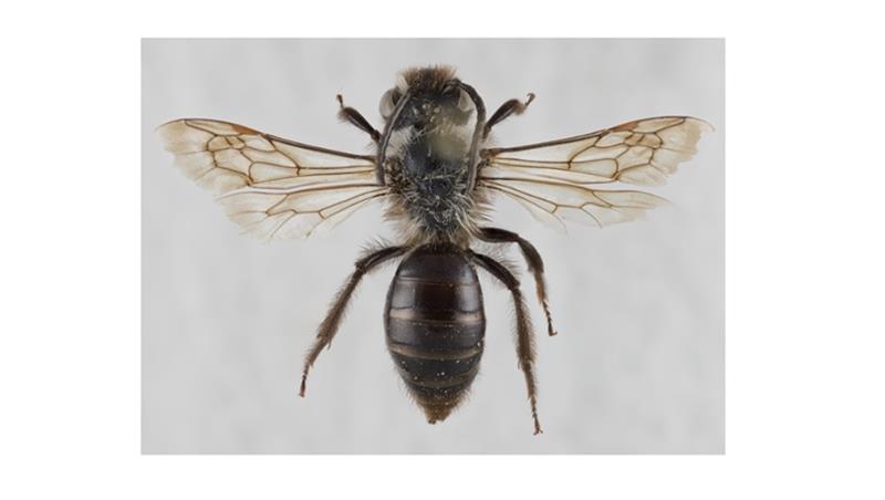 Scoperta una nuova specie di ape in Sardegna dagli entomologi di Roma Tre