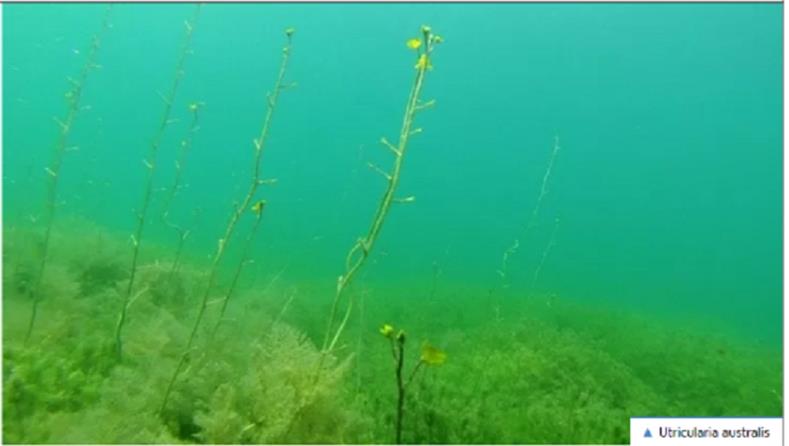 Nei laghi italiani l'enigma della pianta carnivora sommersa - La Repubblica