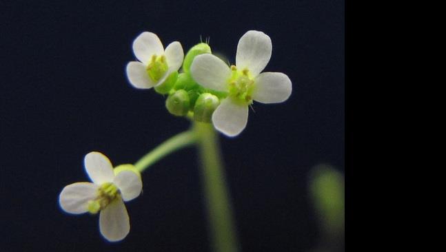 Biblioteca di area scientifica - Trial attivo a TAIR - The Arabidopsis Information Resource