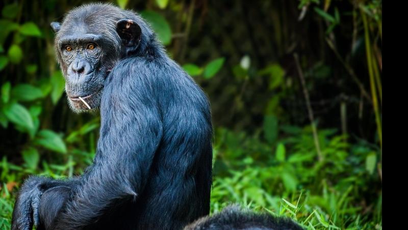 Gli scimpanzé possono aiutarci a spiegare perché gli esseri umani fanno la guerra?