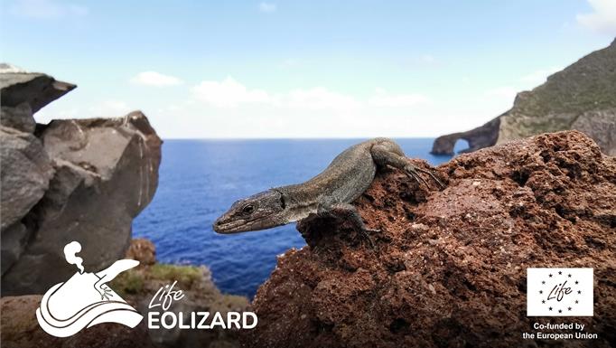 Dal laboratorio al Santuario: stato di avanzamento LIFE EOLIZARD