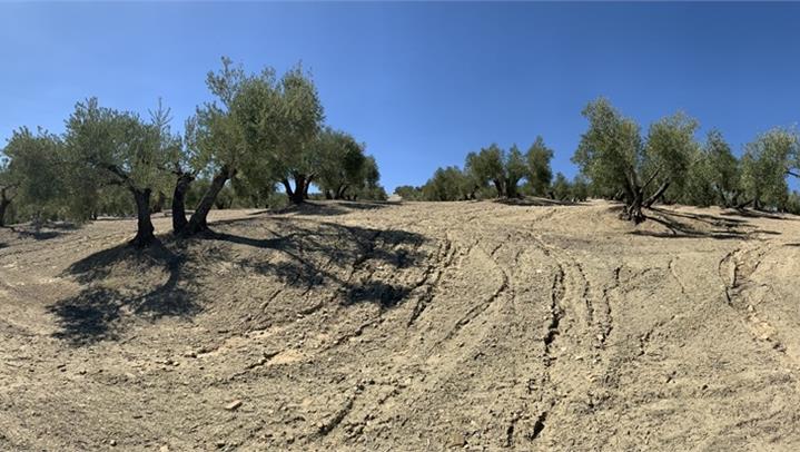 Salvaguardare i suoli per la sicurezza alimentare: lezioni dagli oliveti mediterranei
