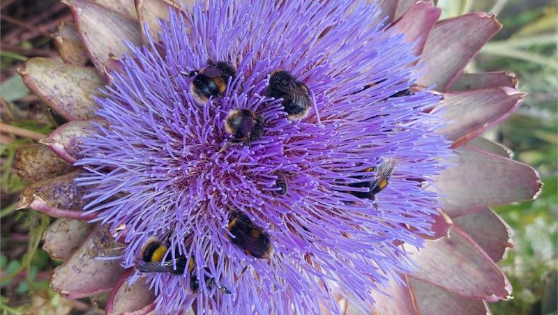 Il Dipartimento di Scienze a “Sapori e colori” di Rainews24
