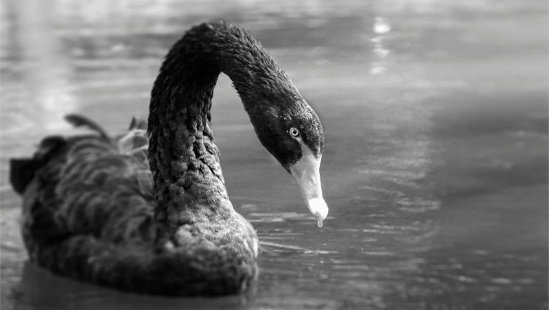 Oltre i cigni neri. L’umano nell’epoca dell’ipercomplessità