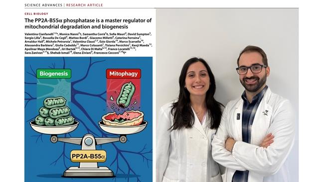 Identificato un nuovo regolatore dei mitocondri a 360°